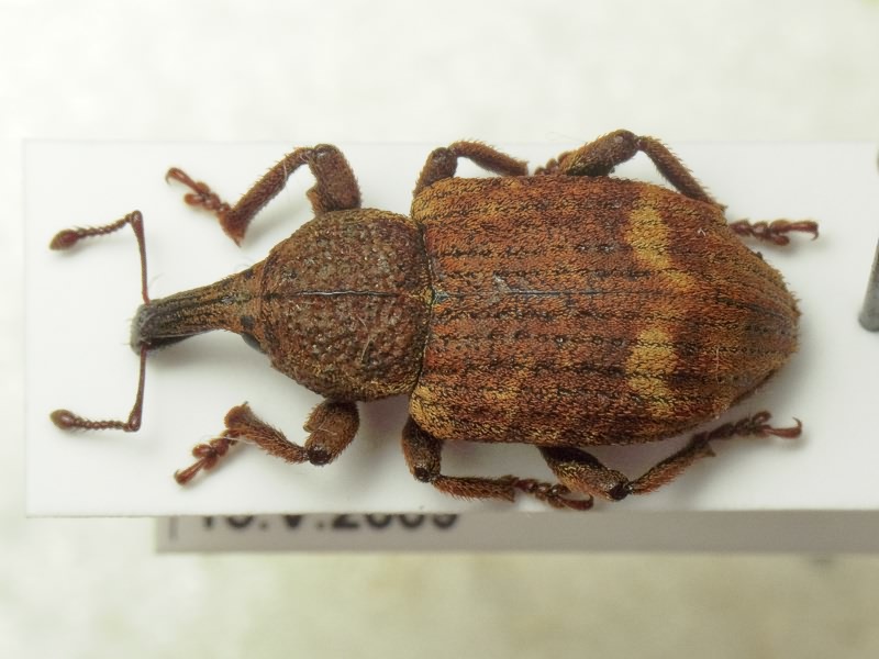 Plinthus tischeri Germar, 1824